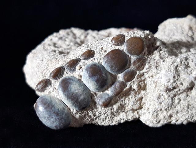 Phacodus punctatus (DIXON 1850) - Bild © FossNet FossilienStore
